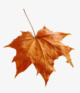 实物秋天金黄色落叶枫叶免抠