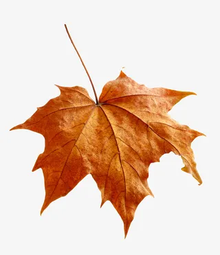 实物秋天金黄色落叶枫叶免抠
