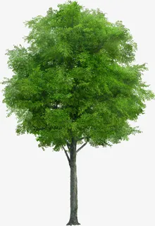 绿色,春天,植物,大树,景观免抠 绿色,春天,植物,大树,景观免抠