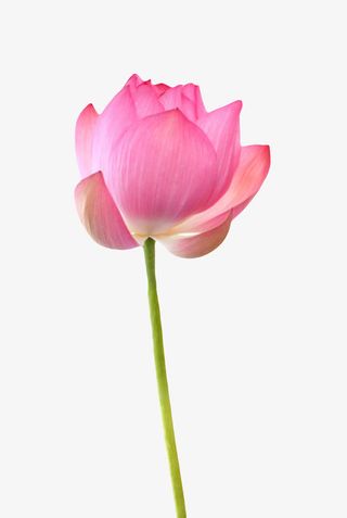 红色纯洁的带梗的水芙蓉实物免抠