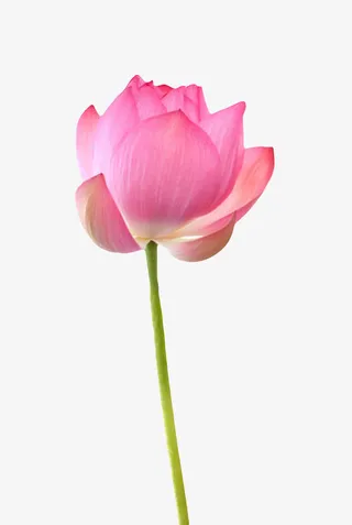 红色纯洁的带梗的水芙蓉实物免抠