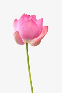 红色纯洁的带梗的水芙蓉实物免抠 红色纯洁的带梗的水芙蓉实物免抠