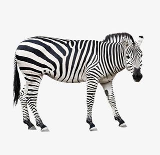 非洲斑马免抠