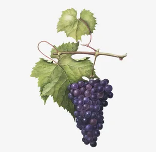 手绘紫葡萄免抠