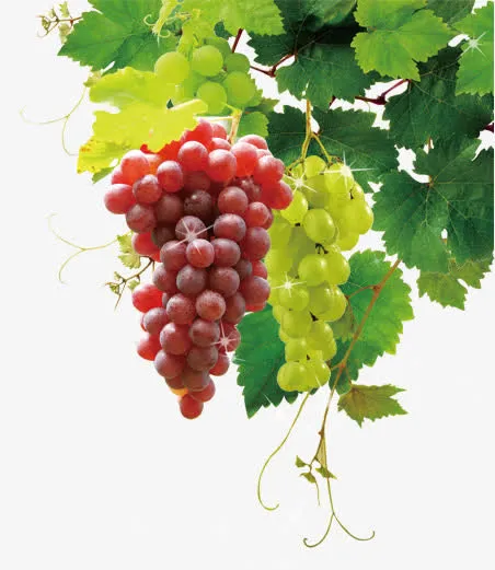 葡萄藤免抠