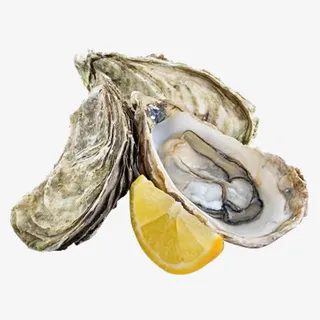 大连野生生蚝免抠
