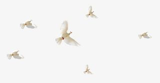 一群飞起的鸽子免抠