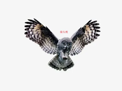 展翅猫头鹰免抠