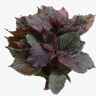 新鲜紫苏叶免抠