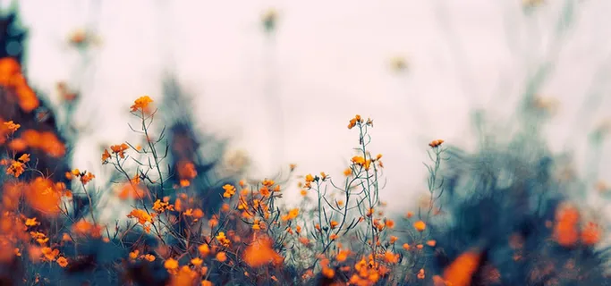 花卉背景图高清