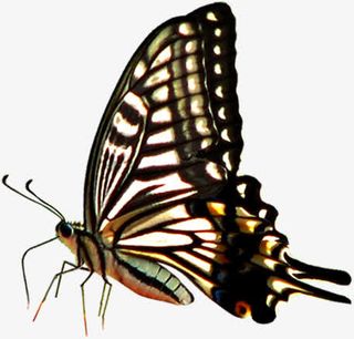 清新春季蝴蝶飞舞免抠