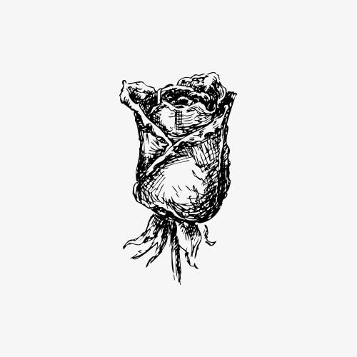 素描玫瑰免抠