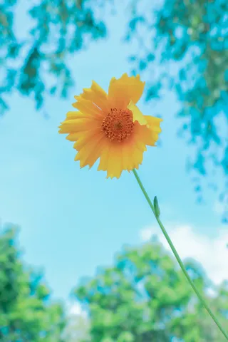 花与天空清新背景图高清