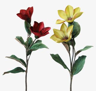 玉兰花图片免抠素材免抠