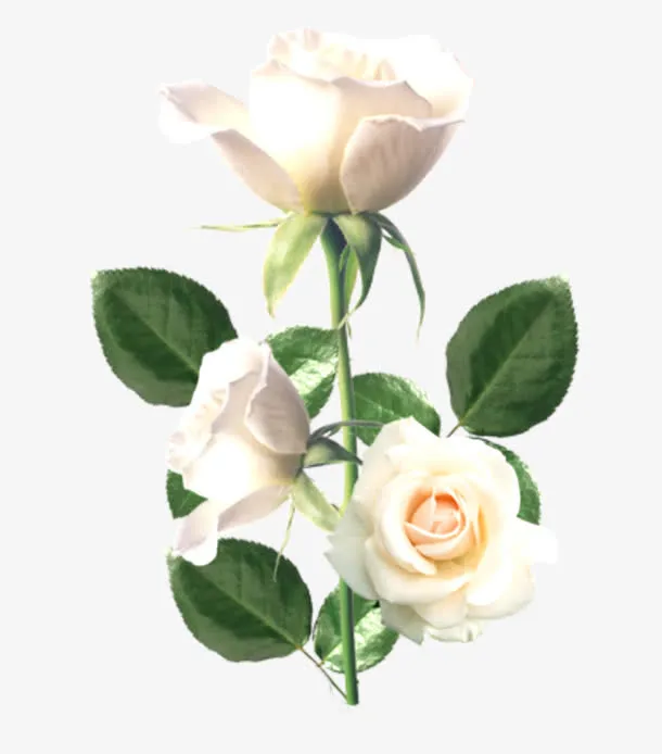 鲜花背景素材花朵素材  精美白