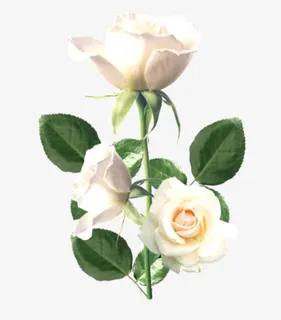 鲜花背景素材花朵素材  精美白 鲜花背景素材花朵素材  精美白