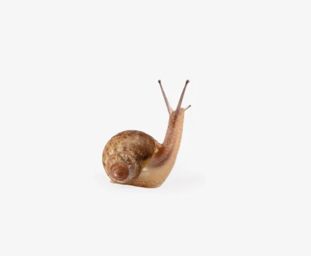 伸着脖子张望的蜗牛免抠