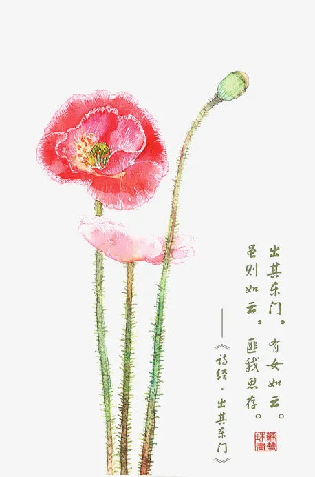 诗经花朵插画配图免抠