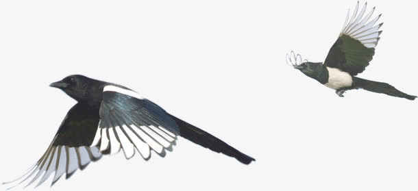 大雁背景素材海报