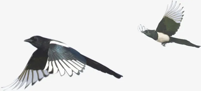 大雁背景素材海报