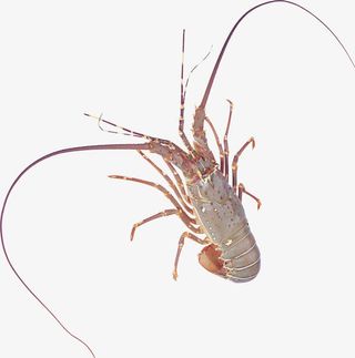 虾素材免费下载免抠