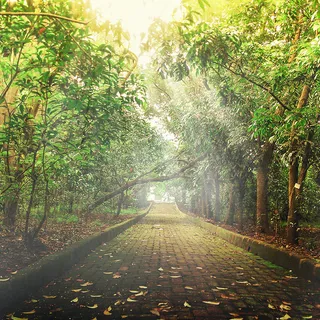 林荫小道空气净化器主图背景素材高清 林荫小道空气净化器主图背景素材高清