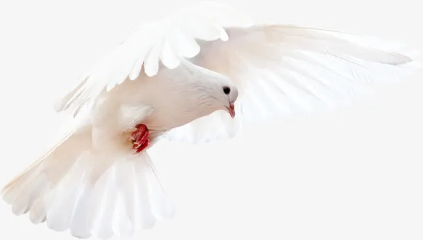 白鸽PNG去背图免抠