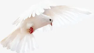 白鸽PNG去背图免抠