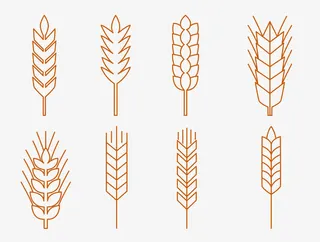 矢量简约棕黄色麦穗简笔线框免抠