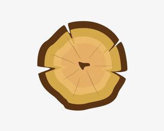 卡通树干年轮免抠