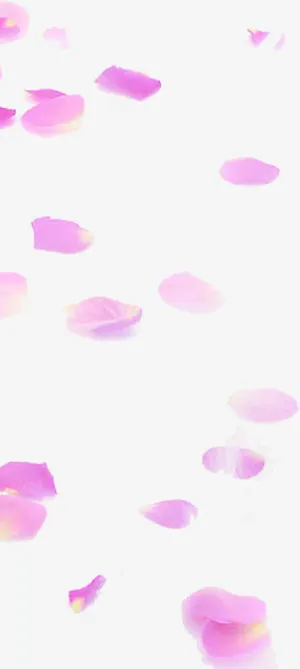 唯美粉红色花瓣飘落免抠