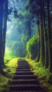 原始森林风景免抠背景H5背景元素 原始森林风景免抠背景H5背景元素