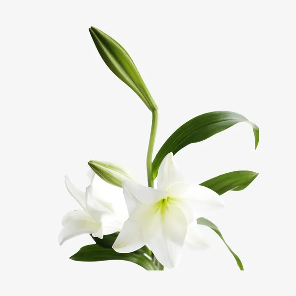百合花装饰图案免抠