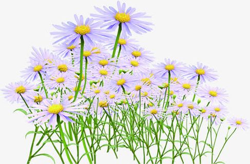 紫色淡雅盛开花朵免抠