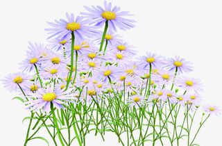 紫色淡雅盛开花朵免抠