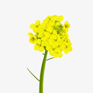 黄橙橙的油菜花免抠