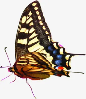 蓝色艺术手绘蝴蝶春天免抠装饰动物元素 蓝色艺术手绘蝴蝶春天免抠装饰动物元素