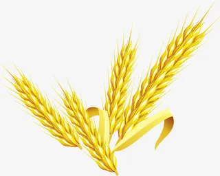 麦穗免抠