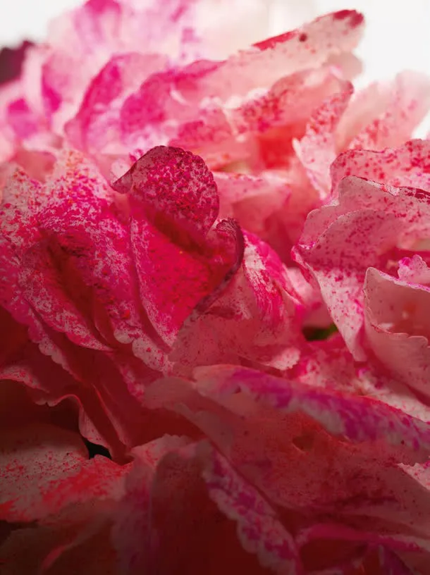 玫瑰花瓣近景高清免抠