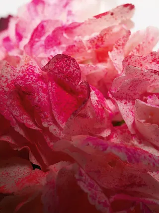 玫瑰花瓣近景高清免抠