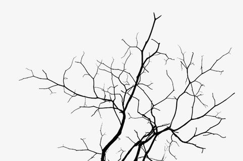 枝干缠绕的树枝免抠