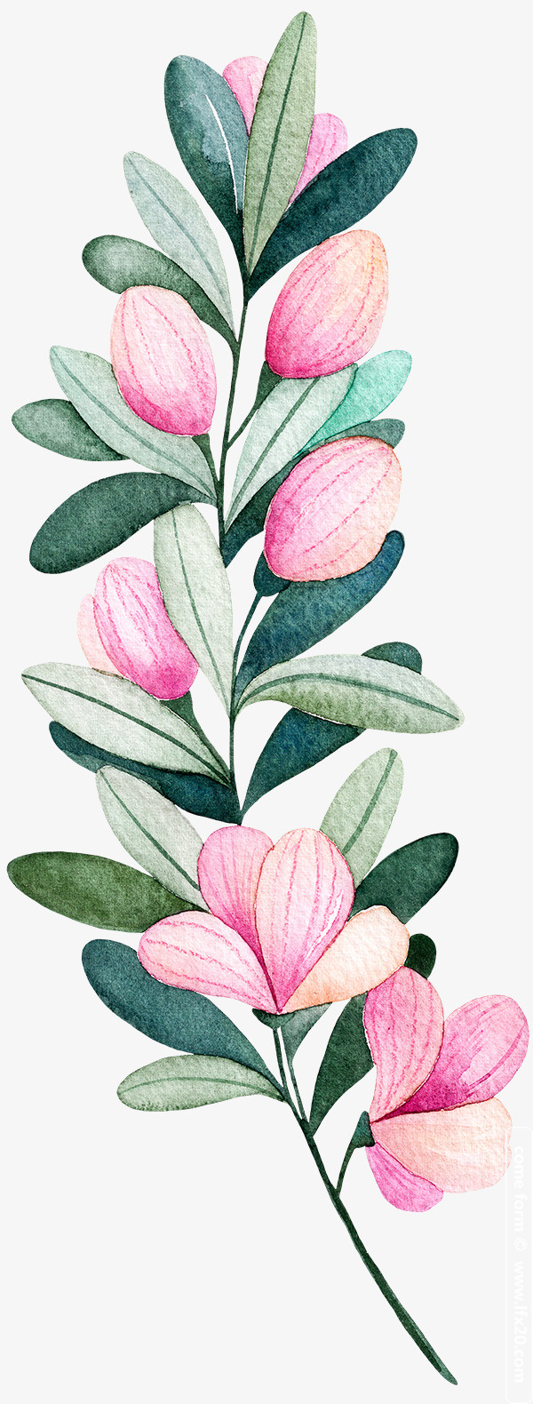 花瓣，花丛，花朵，植物，草免抠