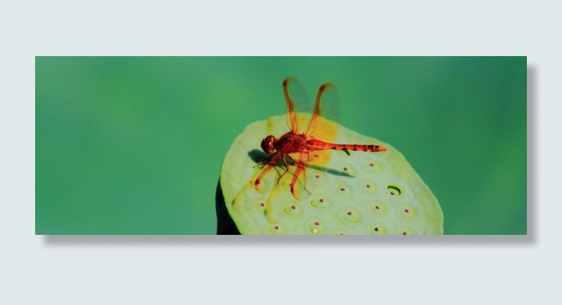 秋日红蜻蜓摄影背景高清