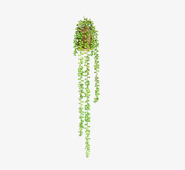 绿色植物垂下免抠