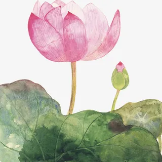 夏日荷花风姿免抠