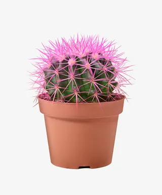 植物盆栽装饰无背景免扣png