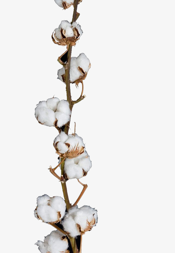 实物一串棉花枝免抠