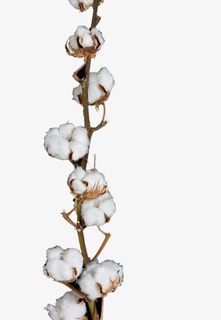 实物一串棉花枝免抠