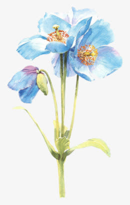 红色花瓣免抠