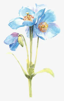 红色花瓣免抠